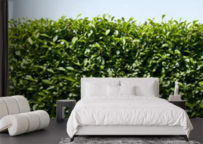 Green hedge with blue sky Wall mural