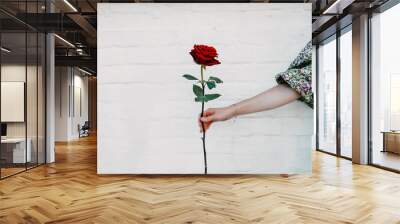 Flower power, signs of peace, stop violence, peaceful protest symbol. One red rose in female hand on white background Wall mural