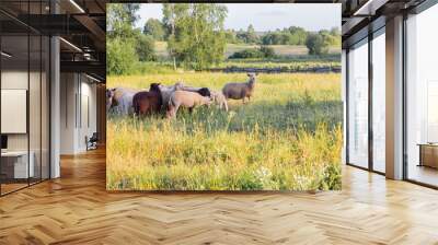 Flock of sheep grazing in a meadow on green grass at sunset. Portrait of sheep. Wall mural