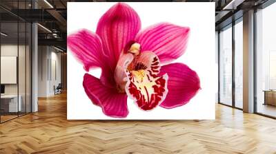 Purple Orchid Flower isolated on white background Wall mural