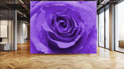 Close up image of beautiful violet rose Wall mural