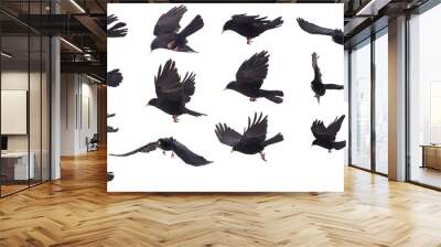 set of One bird compilation on white background Wall mural