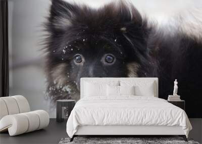 Portrait of a Pomeranian Wall mural