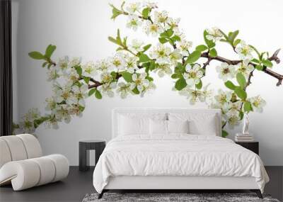 Hawthorn or Crataegus monogyna branch with flowers isolated on white background, generative ai Wall mural