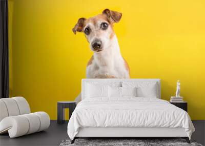 Adorable dog portrait in full lenght on yellow background Wall mural