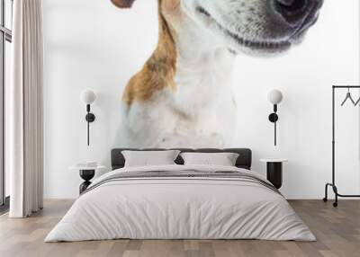 Adorable funny smiling dog. White background. Don't worry be happy attitude. positive emotions behavior Wall mural