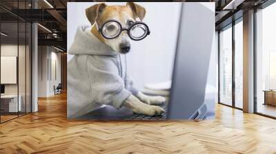 computer laptop using by funny nerd dog in jumper. Looking to the camera pet programmer. remotely working. Freelancer work from home. distract from task. horizontal photo. quarantine Social distancing Wall mural