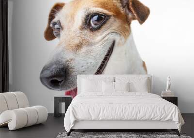 confident dog muzzle staring to you! Smiling happy Jack Russell terrier. White background Wall mural