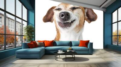 Funny dog disgust, denial, disagreement face. Don't like that. grins  teeth pet. White background Wall mural