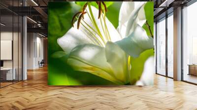 A blooming white garden lily with orange stamens. Close-up. Wall mural