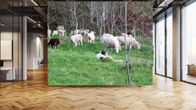 a dog of the Pyrenean Mountain Dog breed sleeps among the sheep in the pasture Wall mural