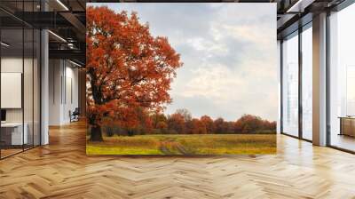 Autumn landscape with floodplain meadow and old oak Wall mural