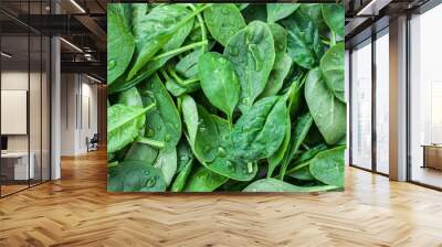 Baby spinach - versatile and nutritious vegetables. super green with antioxidants Wall mural