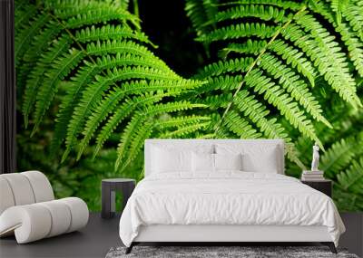 background of two leaves of green fern Wall mural