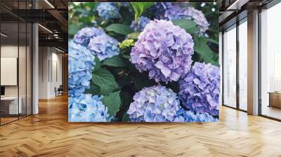 Beautiful fresh pastel blue and purple hydrangea flowers in full bloom. Wall mural