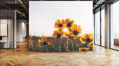 Beautiful green summer meadow with wildflowers in bloom, close up. Flowery field natural background. Wall mural