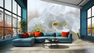 Branch of blooming  white orchid closeup Wall mural