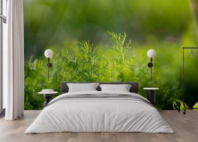 fresh green dill background. Macro fresh green dill . top view Wall mural