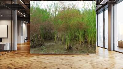 grass and water, plants in a bog Wall mural