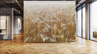 Landscape with field of ripened wheat ears. Nature background. Wall mural