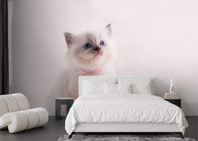 little  ragdoll kitten with blue eyes in pink collar  sitting on a beige background. High quality photo for card and calendar Space for text Wall mural