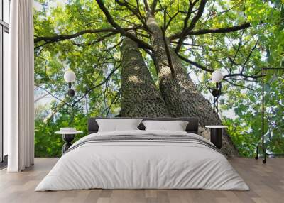 two large oak trees, trees in the park Wall mural