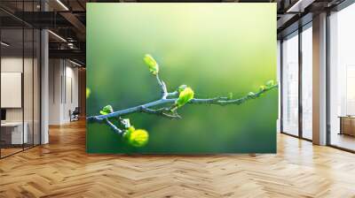 Fresh young green leaves of twig tree growing in spring. Beautiful leaf natural background with copy space, panorama Wall mural