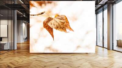 Plant leaves in fall season in nature environment. Autumn nature. Wall mural