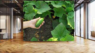 A woman collects cucumbers in a vegetable garden Wall mural