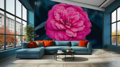 Flor rosa de Camelia Wall mural