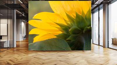 sunflower close up Wall mural