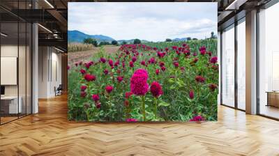 field of flowers Wall mural