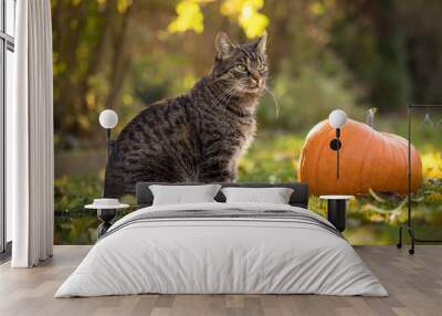 Portrait of a gray-brown European Shorthair tabby cat sitting in the grass with colorful leaves and near an orange pumpkin. Autumn mood in the garden.  Wall mural