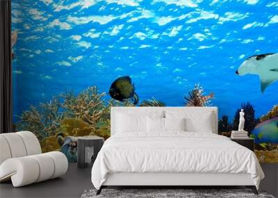 underwater panorama of a tropical reef in the caribbean Wall mural