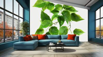 leaves green foliage branch plant nature leaf natural botany growth fresh environment seasonal tree life greenery  Wall mural