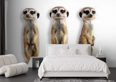 meerkat animal wildlife nature cute standing trio adorable furry mammal playful desert social animals animal group animal behavior wild meerkat Wall mural