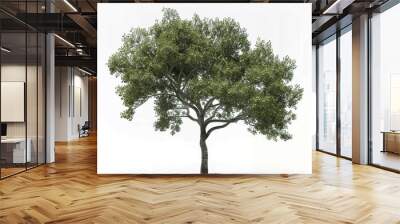 tree foliage nature green plant leaves landscape single tree isolated outdoor environment ecology trunk healthy botany  Wall mural