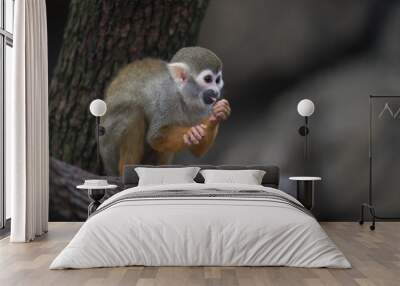 Common squirrel monkey Wall mural