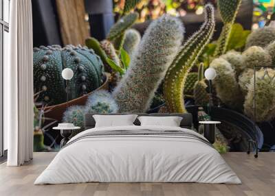 A group of white cacti with many species. Wall mural