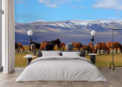 Herd of horses with mountain at in Bayan-Ulgii province of western Mongolia Wall mural