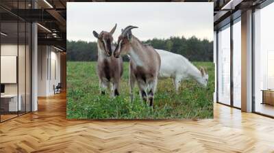 Herd of goats is grazed on a green meadow in the evening. Pasture of a livestock. Wall mural