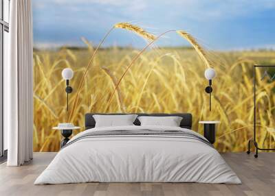 Rye field in the summer in the evening, soft focus Wall mural