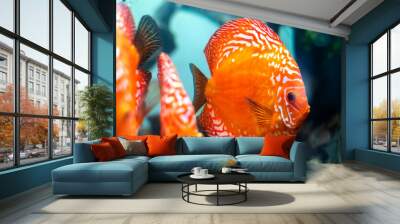 colorful discus (pompadour fish) are swimming in fish tank. Symphysodon aequifasciatus is American cichlids native to the Amazon river, South America,popular as freshwater aquarium fish. Wall mural