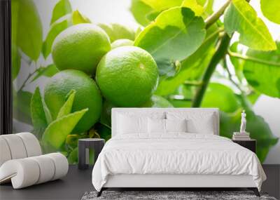 Green lemons is citrus  fruits on a branch with nature background. Green Lemons tree in the garden with daylight. Fresh green lime fruit hanging from branch. Wall mural