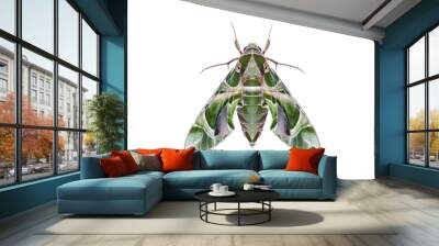 Oleander hawkmoth (Daphnis nerii) isolated on white background with clipping path, night insect, night butterfly Wall mural