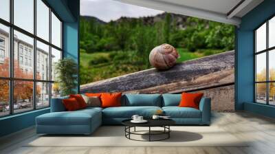 Snail on the board. Background landscape. Wall mural