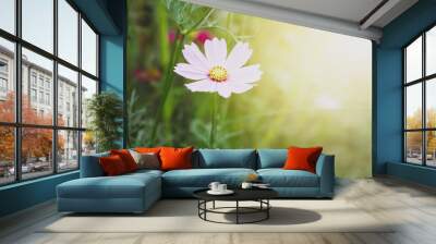 cosmos flowers in the garden vintage style with light ray Wall mural