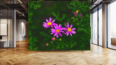 Vibrant Pink Daisies in Green Foliage Wall mural