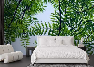 green tree leaves and branches in the  nature in summer, green background Wall mural