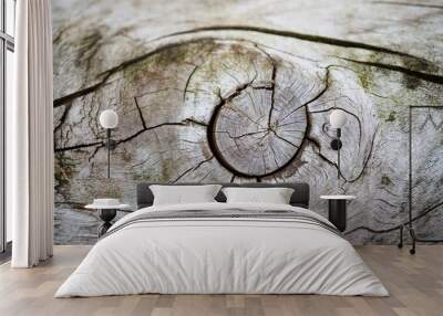 the abstract  tree trunk texture pattern Wall mural